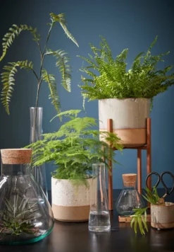 Mica Decorations Emily Vorratsglas - H32 X Ø29,5 Cm - Transparent 21 Mica Decorations Emily Vorratsglas - H32 X Ø29,5 Cm - Transparent -Kuechengeschirr d1e61cec016addc0e636ca98a97fb292